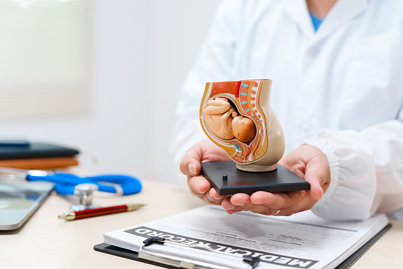 Doctor explaining abortion with a model of a womb with a foetus